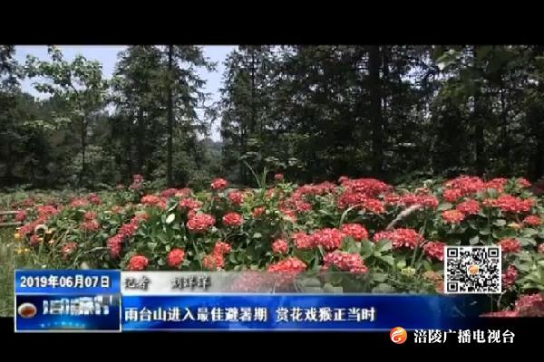 雨台山进入最佳避暑期 赏花戏猴正当时