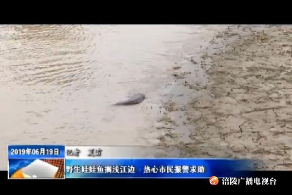 野生娃娃鱼搁浅江边  热心市民报警求助