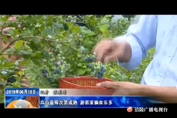 高山蓝莓次第成熟_游客采摘欢乐多