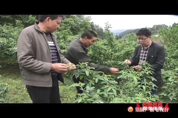 【决战决胜脱贫攻坚】马武镇：彻底落实“两不愁三保障” 决战决胜脱贫攻坚