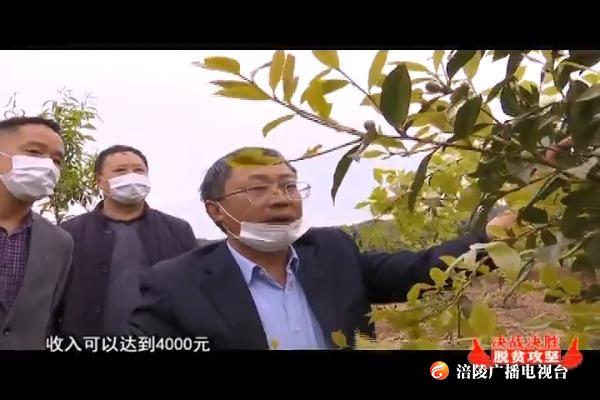 【决战决胜脱贫攻坚】同乐乡：大力培育扶贫产业  决战决胜脱贫攻坚