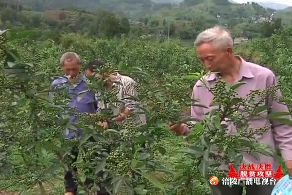 【决战决胜脱贫攻坚】珍溪镇：发展壮大扶贫产业 拓宽贫困户“致富之路”