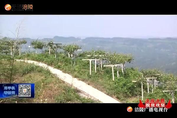 【决战决胜脱贫攻坚】青羊镇：种植猕猴桃    荒山变“宝地”