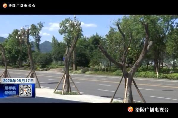 【精神文明创建进行时】城区行道树补植完成