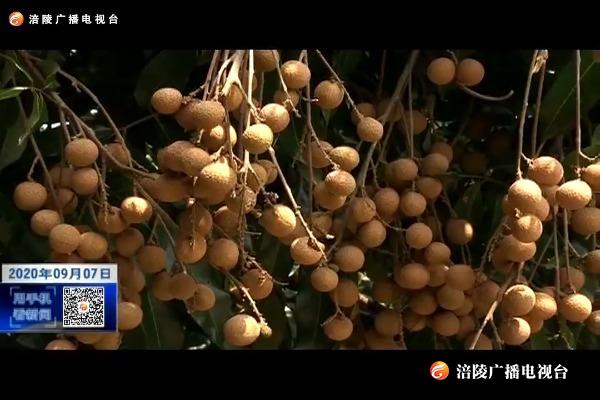 【精准扶贫进行时】南沱400万斤龙眼清甜上市 为果农增收1000多万元