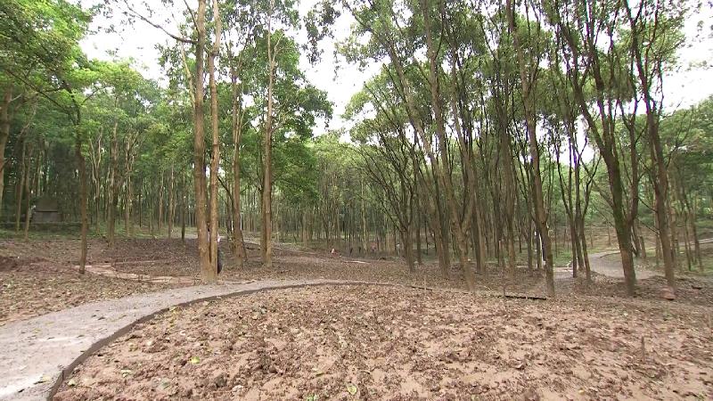 涪陵新建中药材资源圃试种146种药材.mp4.00_04_13_01.静止007