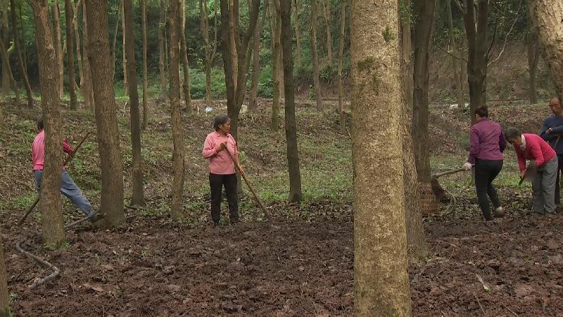涪陵新建中药材资源圃试种146种药材.mp4.00_03_04_08.静止005