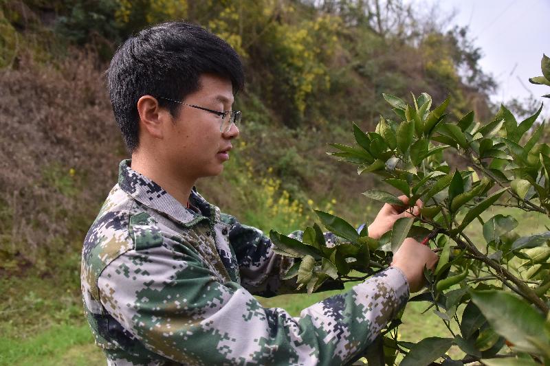 技术人员在管护柑橘-记者 黄河摄