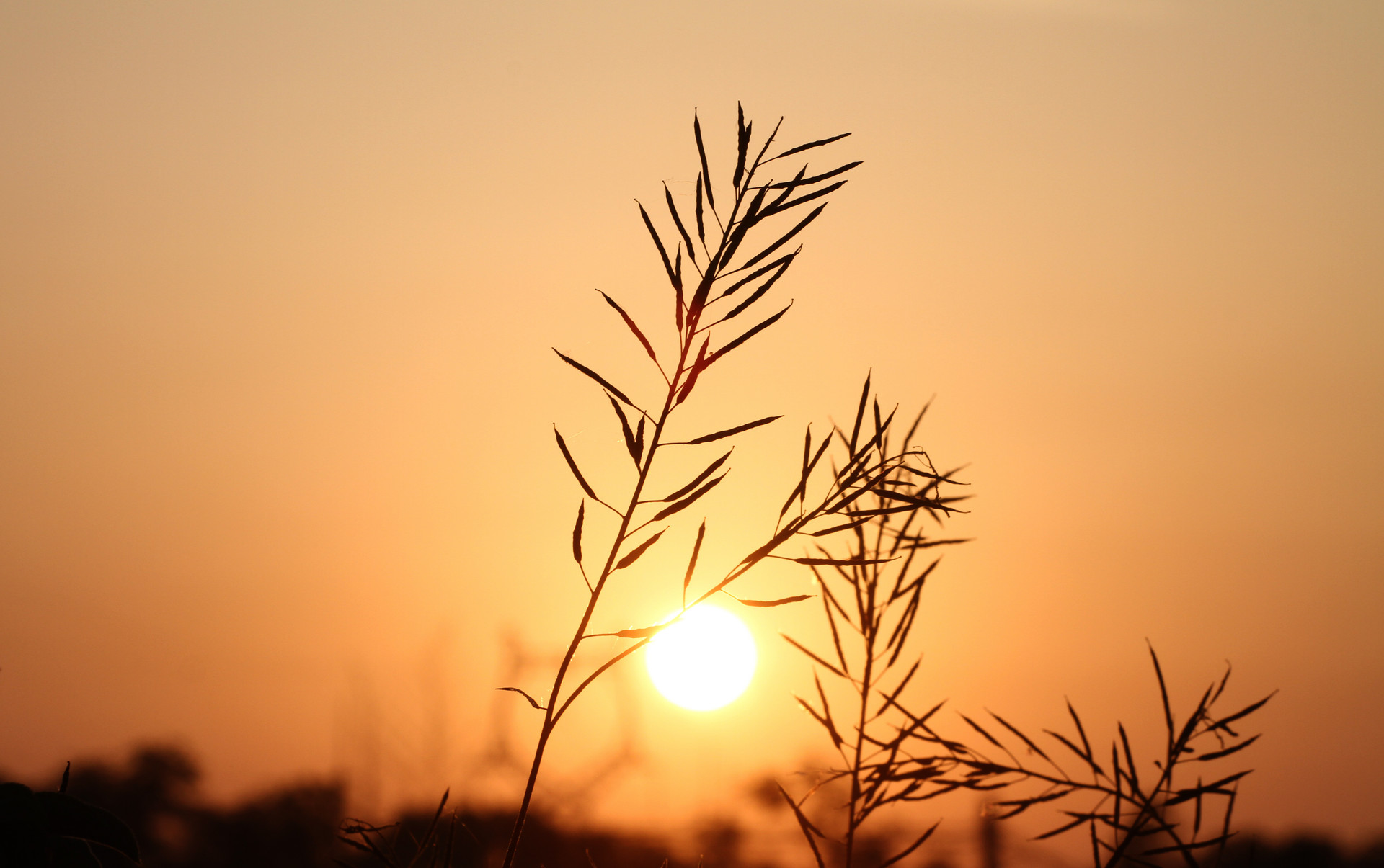 摄图网_501308934_banner_乡村日出（企业商用）