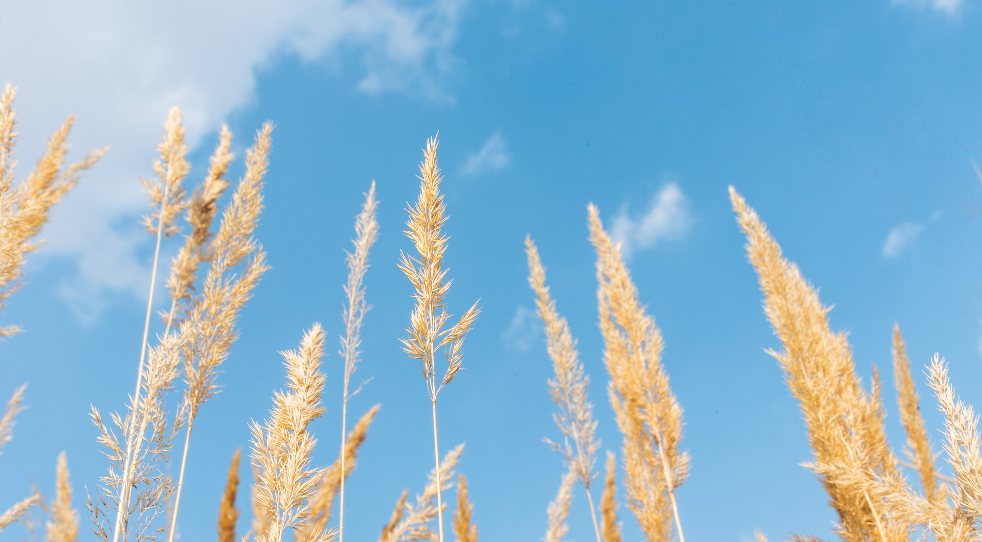 摄图网_500694538_banner_阳光下的芦苇（企业商用）