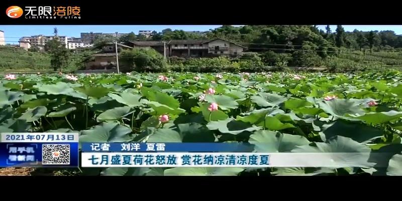 七月盛夏荷花怒放 赏花纳凉清凉度夏