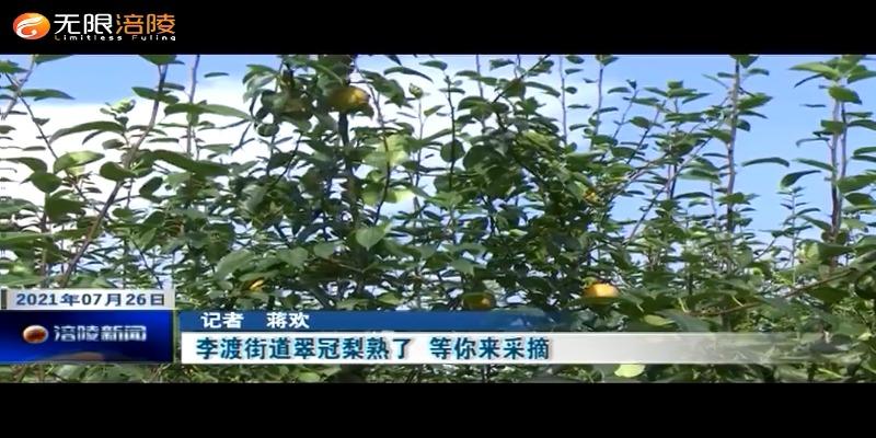 ​李渡街道翠冠梨熟了  等你来采摘