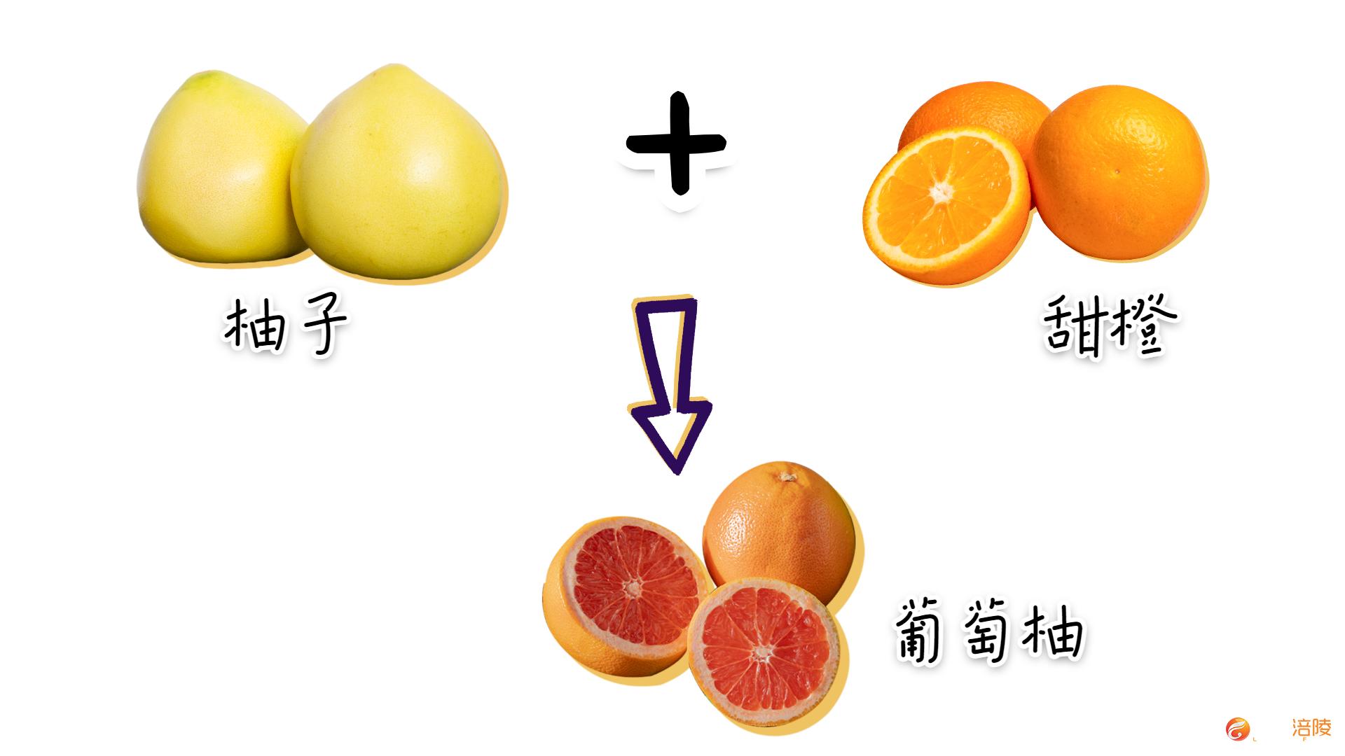 柑橘柚橙 理清一下橘子家族的 混乱 关系