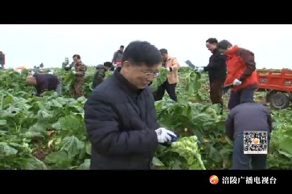 数千名干部职工助农收菜    田间地头增添亮丽风景线