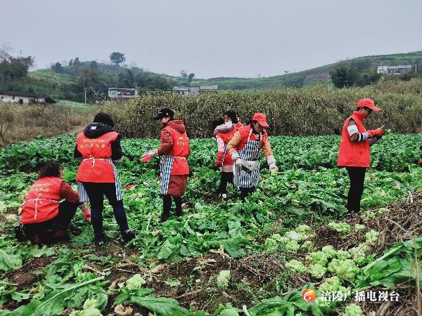 为群众解急难！敦仁街道“助农收砍青菜头”