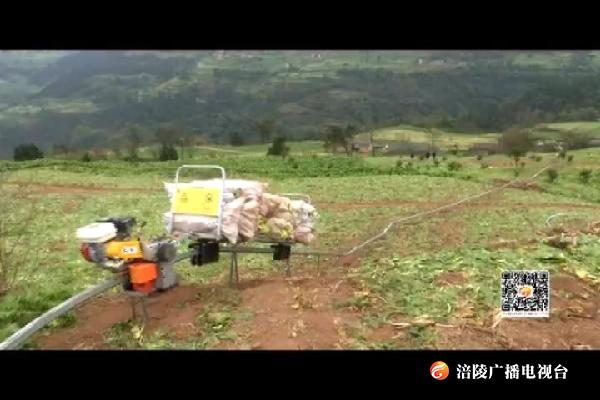 青菜头坐上“轻轨”  农业新机具助力菜农增收