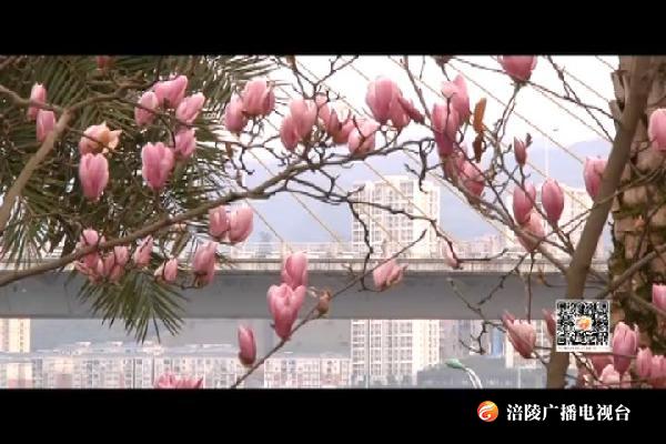 春风吹春意浓 红玉兰迎春初绽
