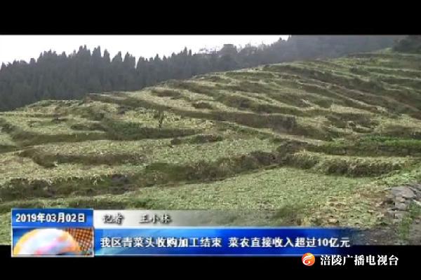 【看效果】我区青菜头收购加工结束   菜农直接收入超过10亿元