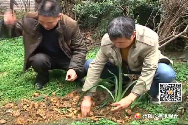 社区开展植树植绿活动  增强居民绿色环保意识