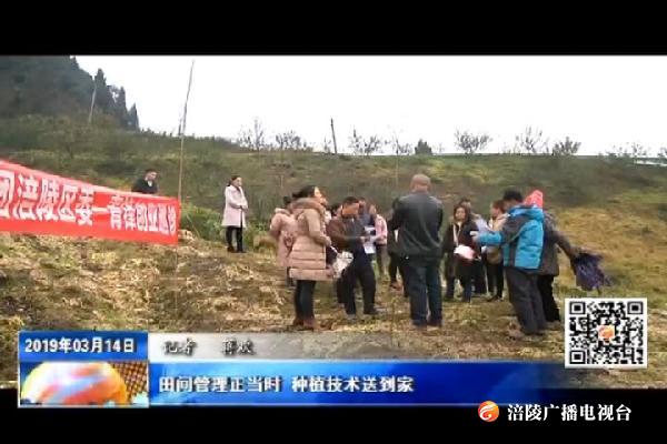 田间管理正当时 种植技术送到家