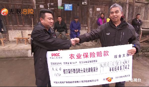 收益受损，菜农获赔450万元！青菜头“保险”，9元就能买！