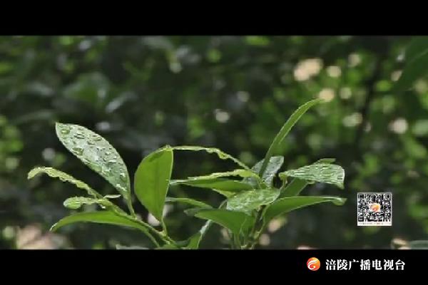 明日“谷雨” 有雨   气温略有下降