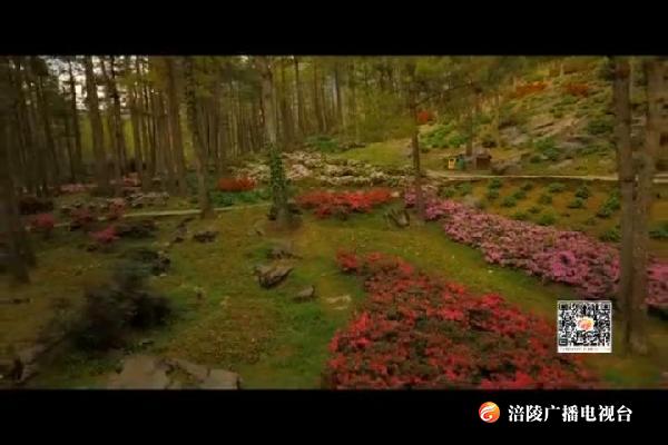 10万株杜鹃盛开  扮靓大木林下花园