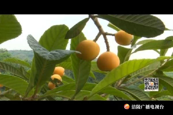 南沱镇“大五星”枇杷成熟 45万斤鲜果等你来摘