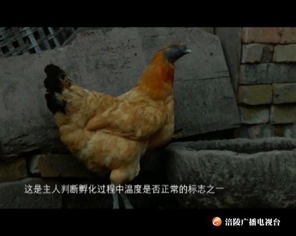 涪陵故事：增福土鸡