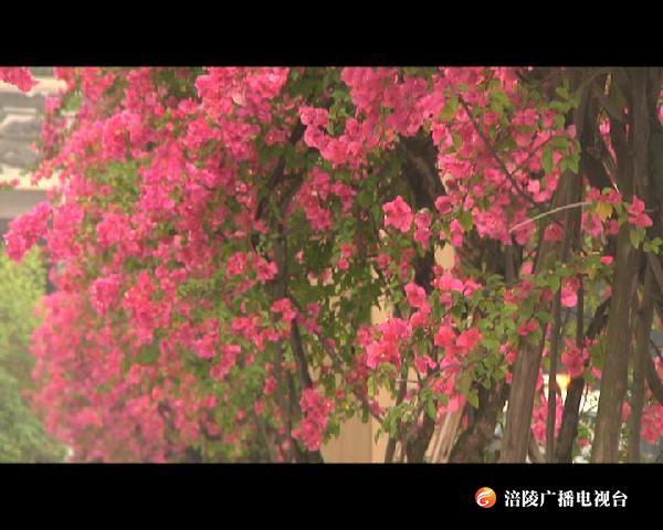 美炸！涪陵满城红妆入目来~