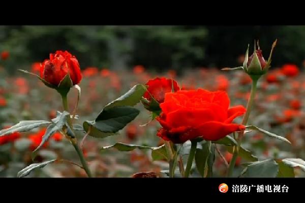 【把习近平总书记殷殷嘱托落实到重庆大地】大木：鲜花经济鼓起农民腰包