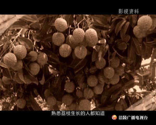 涪陵地名史话：涪陵荔枝与千年古道