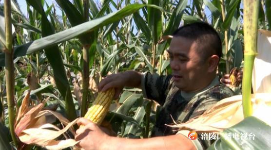 特殊方式过“八一” ，退役老兵帮你“掰包谷”！