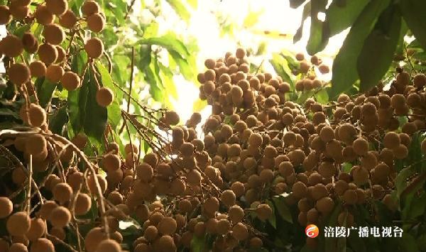 吃龙眼啦！南沱走起...