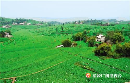 涪陵榨菜：百年品牌 百亿产业