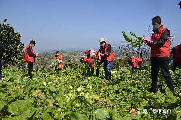 我们来帮您！志愿服务队助农收砍青菜头