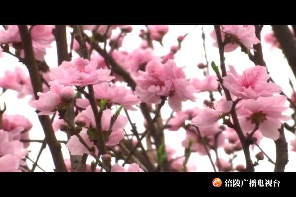 三月春正浓 桃花意灼灼