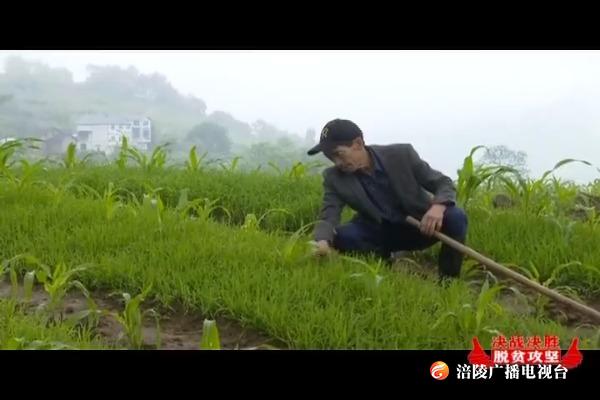 【决战决胜脱贫攻坚】新妙镇：“私人订制”扶贫方案助力脱贫攻坚
