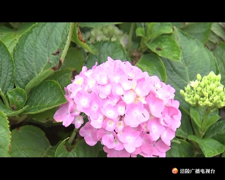 【绣球花为媒 笑迎八方客】首届重庆涪陵绣球花节开幕！