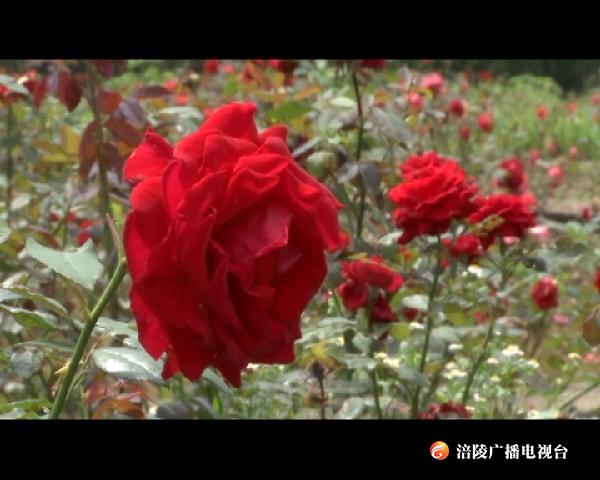 玫瑰花似海 香飘六月天