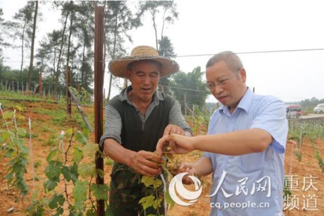 ​涪陵：家门口发展农旅经济 村民心里乐开花