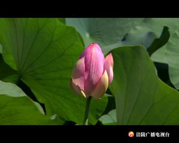 陈万宝荷花园：映日荷花别样红