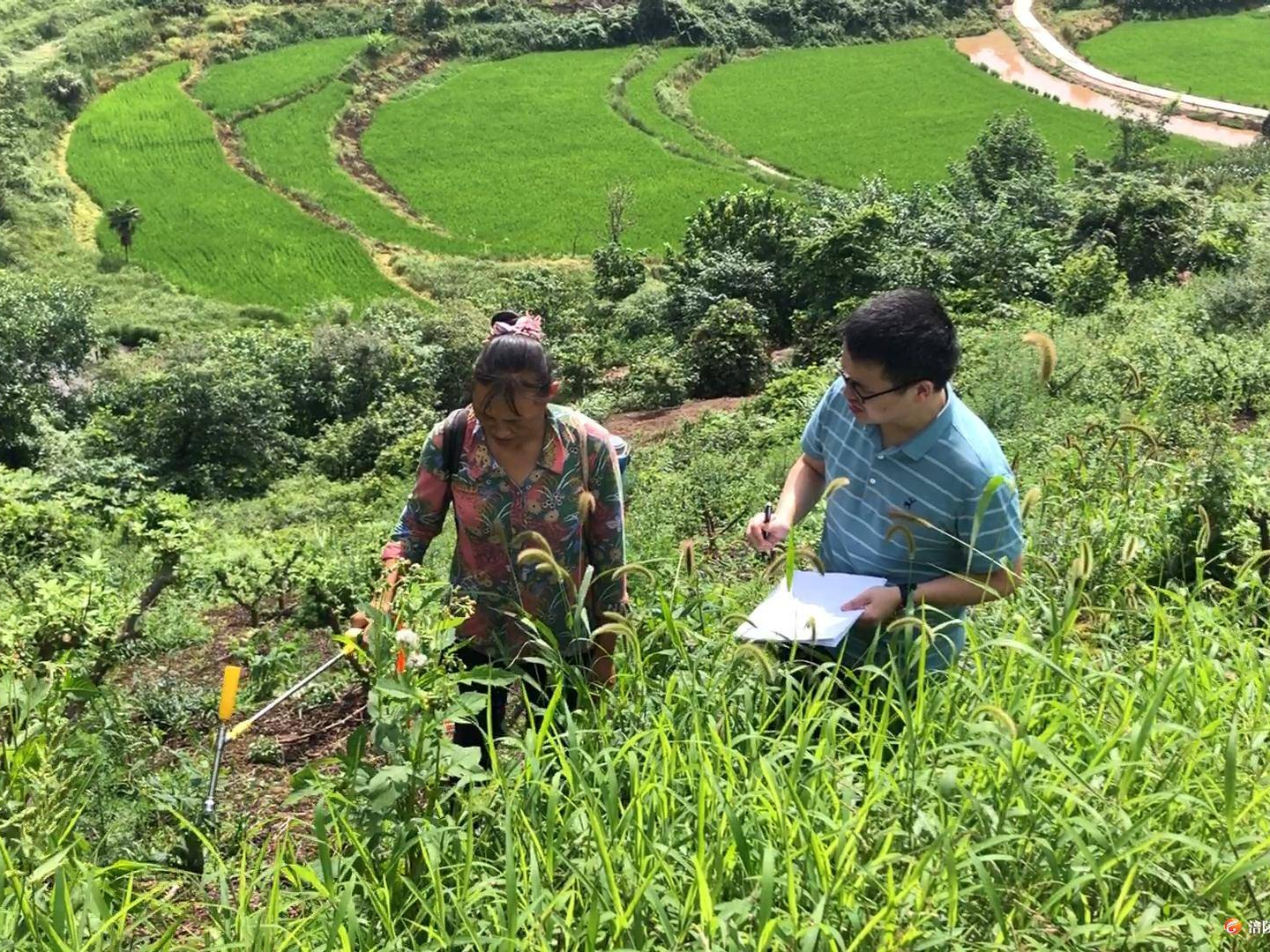涪陵：贫困户种花椒树 鼓起“钱袋子”