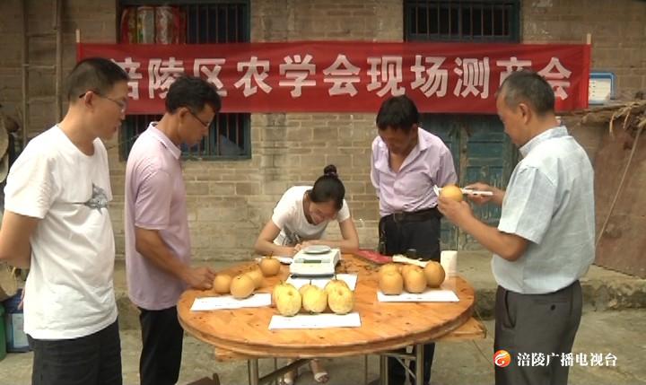 涪陵：高海拔地区优质早熟梨“翠玉”引种成功