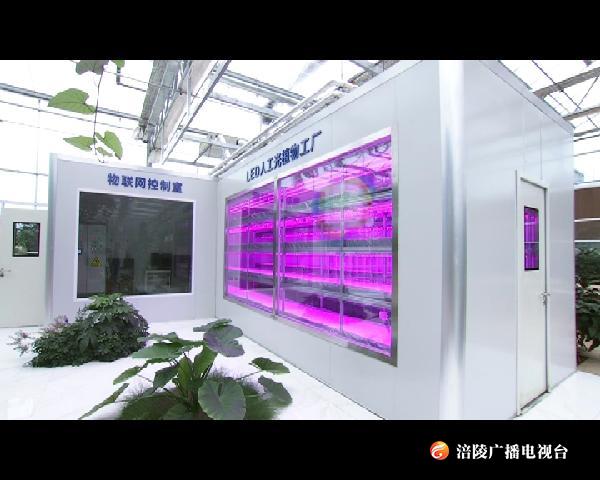 LED人工光植物工厂 让蔬菜生产智能化