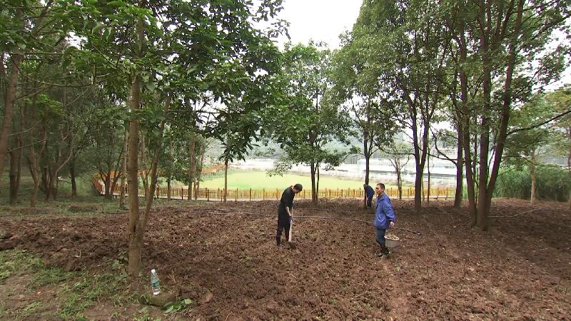 涪陵：林下药材资源圃启动建设！146种中药材将入驻