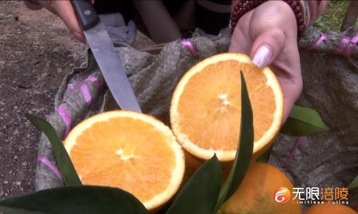 涪陵：南沱采果节周六开幕 万吨柑橘等您摘