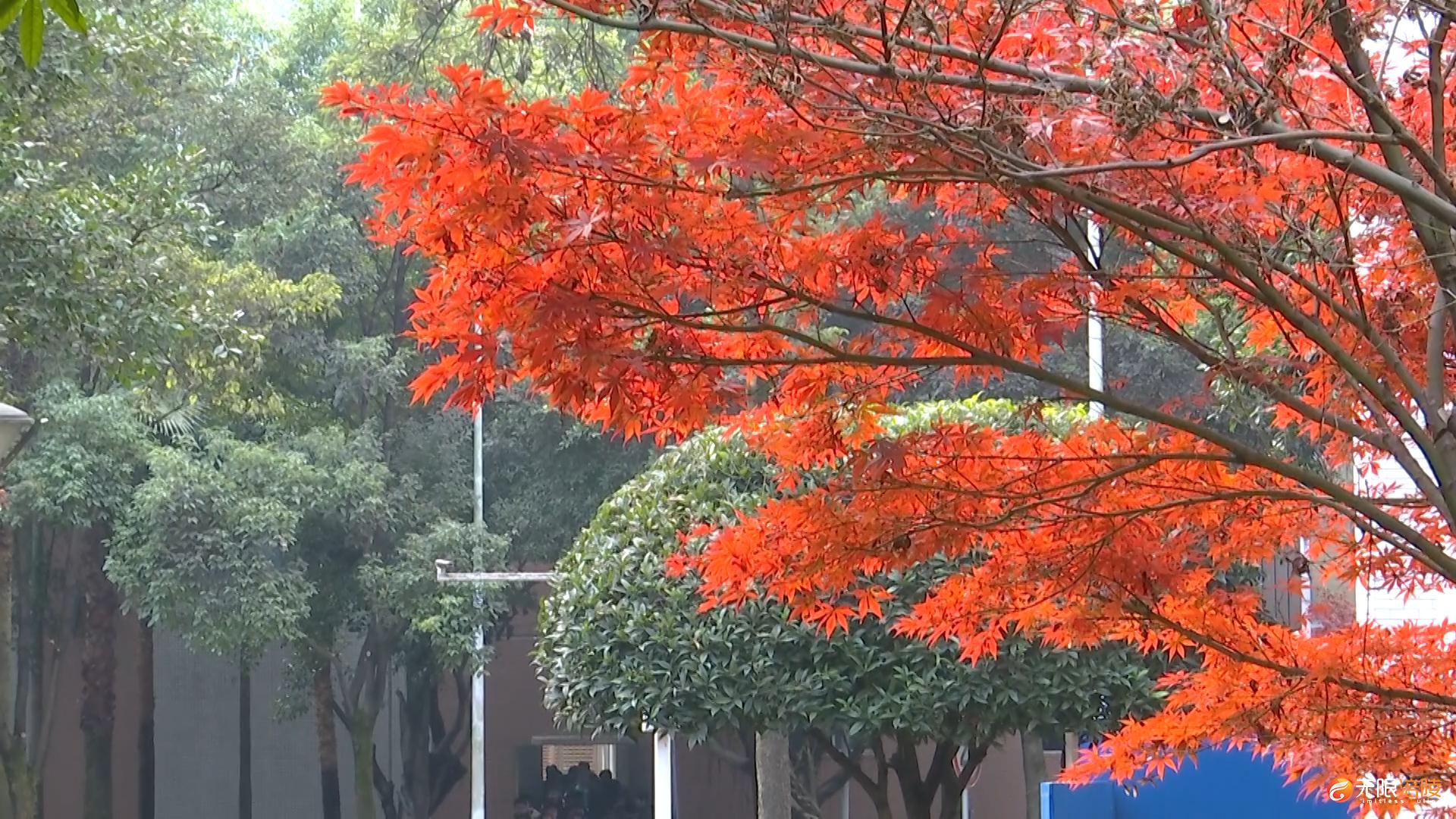 银杏飘黄枫叶红 校园冬日别样彩