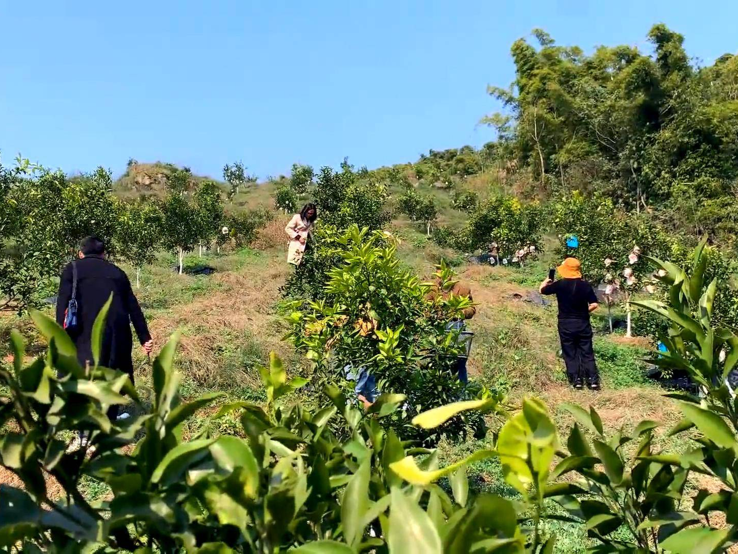 有一种柑橘叫“春见”  等你与早春甜蜜相会