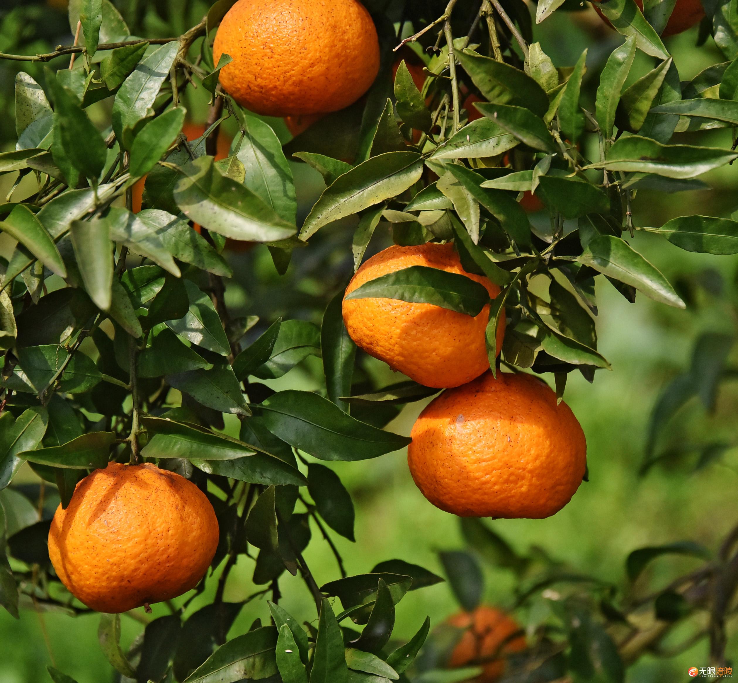 新妙的柑橘-记者 黄河摄 (1)